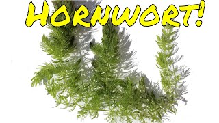 Why Hornwort Is a Fantastic Aquarium Plant [upl. by Etirugram]