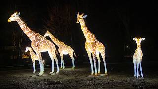 Impressionen von den Zoolights in Rostock [upl. by Loralie]