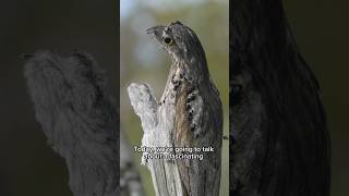 Nyctibius animals birds birdsbirds wildwildlife shorts shortvideo [upl. by Nosila454]