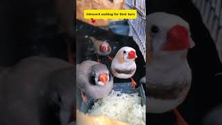 Zebra finch favourite food 🐥  Cute funny bird  zebrafinch finch birds bird cute nature yt [upl. by Shifrah]