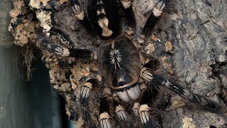 Poecilotheria subfusca lowland A rare video [upl. by Eimmot]