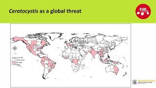 Ceratocystis fimbriata a global threat  Matt Dyck KVH [upl. by Namsaj]