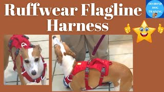 Ruffwear Flagline Review Best Harness Italian Greyhound and Sighthounds [upl. by Dory]