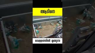 ആടിനെ മുക്കുന്ന വെള്ളം Sheep Dip sheepdip sheep facts [upl. by Wash]