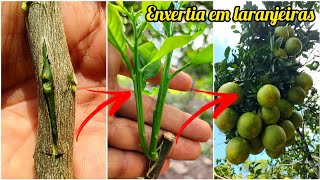 COMO FAZER ENXERTIA DE LARANJAS CITROS através da borbulha DICAS para um ótimo resultado [upl. by Eiroc398]