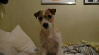 Cute Parson Russell Terrier Playing [upl. by Graaf574]