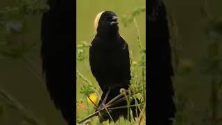 Burung Bobolink Dolichonyx oryzivorus [upl. by Winebaum624]