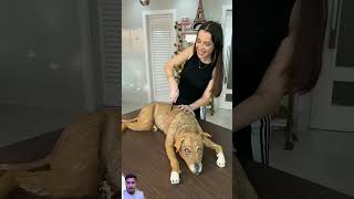 Dog  Cake Video 🐶🥧🍰 dog confeitaria funny comedy cake foryou [upl. by Lordan]