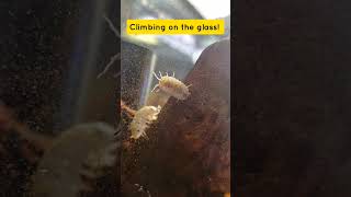 My isopods are evolving or I just have an escape artist in the making amazing [upl. by Grand]