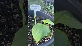 My 2023 Turmeric Plant Is Thriving shorts [upl. by Ciredor]