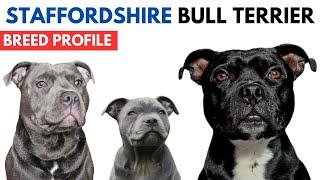 Staffordshire Bull Terrier Dog Breed Profile History  Traits  Staffordshire Bull Terrier Price [upl. by Lahcsap]