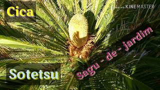 Cica  Cycas revoluta como cuidar e propagar [upl. by Havens]