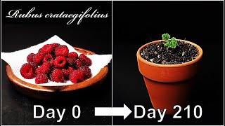 How to grow Raspberry｜Growing Raspberry from seed｜How to grow 51 Raspberry｜Eng Sub [upl. by Abdu]