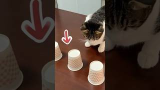 Cat gameCat IQ testWatch the full versioncat [upl. by Zeph441]