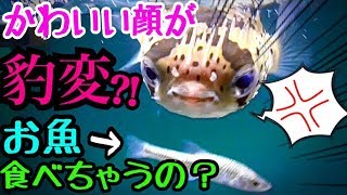 可愛い顔してどう猛？ハリセンボンに小魚を与えてみた結果…？！ [upl. by Harris]