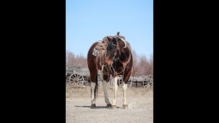 Peppy Silverheel2019 AHPA GeldingConsigned to the March Billings Livestock Horse Sale [upl. by Anwat]