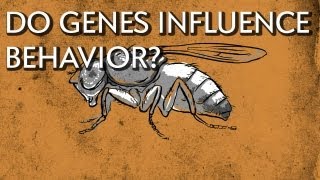 How Do Genes Influence Behavior  Instant Egghead 18 [upl. by Lilah309]