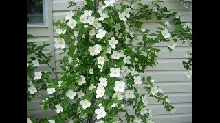 Growing Philadelphus Coronarius aka Mock Orange in the Cutting Garden  Ep 70 [upl. by Mufi]