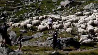 Sheep Herding in the Pyrenees [upl. by Erminia]