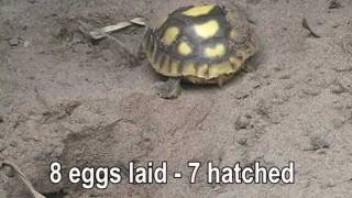 Gopher Tortoise Hatching [upl. by Iznik604]