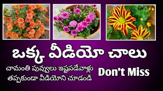 ఇక చామంతి పూలు బాగా పూస్తాయిhow to get more blooms MokkalathoManamhow plants terracegardens [upl. by Aciraa]