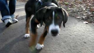 Glacier the Greater Swiss Mountain Dog playing [upl. by Whang]