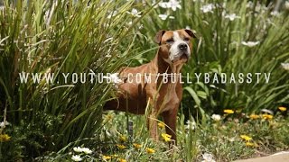 ALL ABOUT THE AMERICAN PIT BULL TERRIER WITH RICHARD F STRATTON [upl. by Ming]