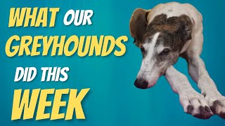 What our Greyhounds did this week [upl. by Anya470]