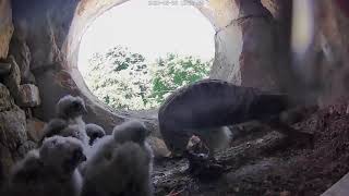 European Kestrels  eggs to fledging [upl. by Yztim]