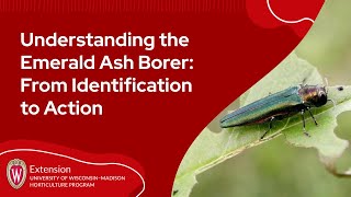 Understanding the Emerald Ash Borer From Identification to Action [upl. by Hollander]