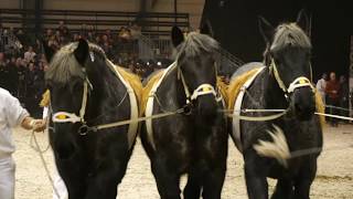 Belgian Draft Horses national championship for teams of 3 mares [upl. by Ninerb]