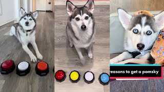 Sapphie the Pomsky New TikTok Videos  Best of Sapphie The Pomsky TikTok Compilation 2023 [upl. by Millisent]