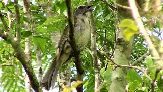 Lindo Canto do Trinca Ferro na Natureza  6 e 7 Notas Um Verdadeiro ESPETÁCULO ✔ [upl. by Brendis]