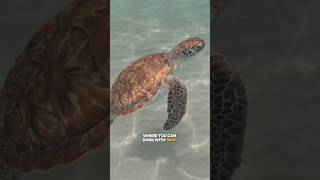 You Can Snorkel with Turtles in Curacao  This is Where [upl. by Gardner843]