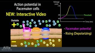 NEW INTERACTIVE Animation with Quiz Cardiac Action Potential in Pacemaker Cells [upl. by Moina]