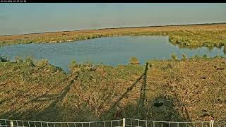 Attwater Prairie Chicken NWR Live Stream [upl. by Acined]