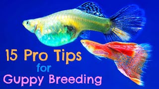 Guppy Fish Breeding 15 Pro Tips You Need to Know [upl. by Arias]