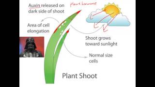 Tropisms for IGCSE Biology [upl. by Krigsman]