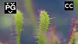 The Flypaper trap plant Nature documentary [upl. by Munsey]