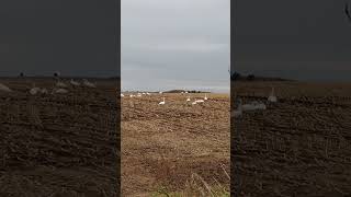 redcrowned cranes and swans feed pasture hokkaido japan [upl. by Macpherson]