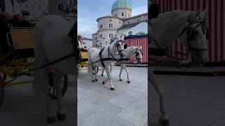 Classical Music🦋 Mozart Salzburg🇦🇹 classicalmusic travel music nature [upl. by Ynetruoc694]