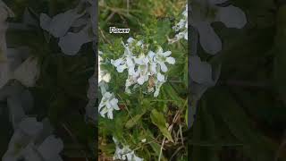 Penstemon deustusHot Rock PenstemonScabland Penstemon 🌾 trending short youtubeshorts shorts [upl. by Percival]