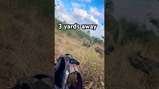 Close call with javelinas 3 steps away [upl. by Svend440]