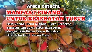 Manfaat Pinang Untuk Kesehatan  Cacingan Diare Berdarah Mengecilkan Rahim Pasca Kelahiran [upl. by Ariana]