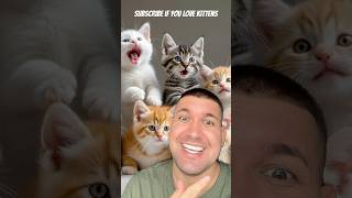 Subscribe if you love kitten ❤️ shortvideo cat viral kittens funny [upl. by Adamson]