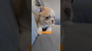 chihuahua music artist hiphop dance trending chihuahua africanmusic ytshorts puppy pets [upl. by Scot]