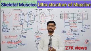 Skeletal Muscles  Ultra Structure of Muscles  Fsc Biology Book 2  Irtisams Biology [upl. by Akeihsat687]