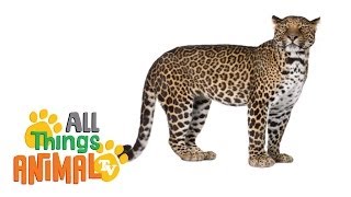 LEOPARD   Animals For Kids  All Things Animal TV [upl. by Narat290]