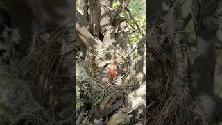 Tiny Wings The Growth of Baby Bulbuls shorts [upl. by Kleiman]