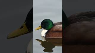 The mallard wild duck Anas platyrhynchos [upl. by Seleta]